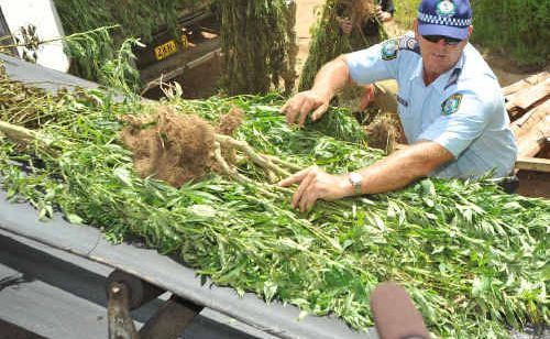 Police have seized 2300 cannabis plants in the third raid of its kind this year. Police have seized 2300 cannabis plants in the third raid of its kind this year.
